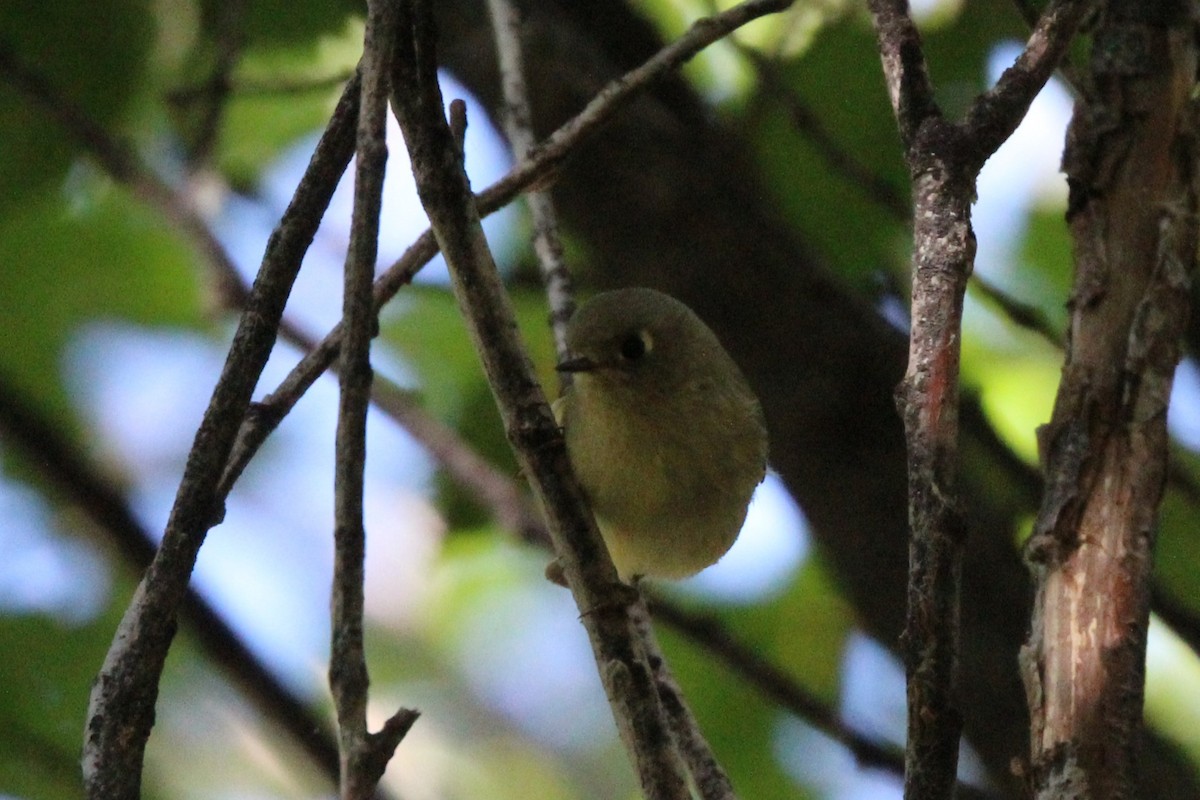 Ruby-crowned Kinglet - ML642401398