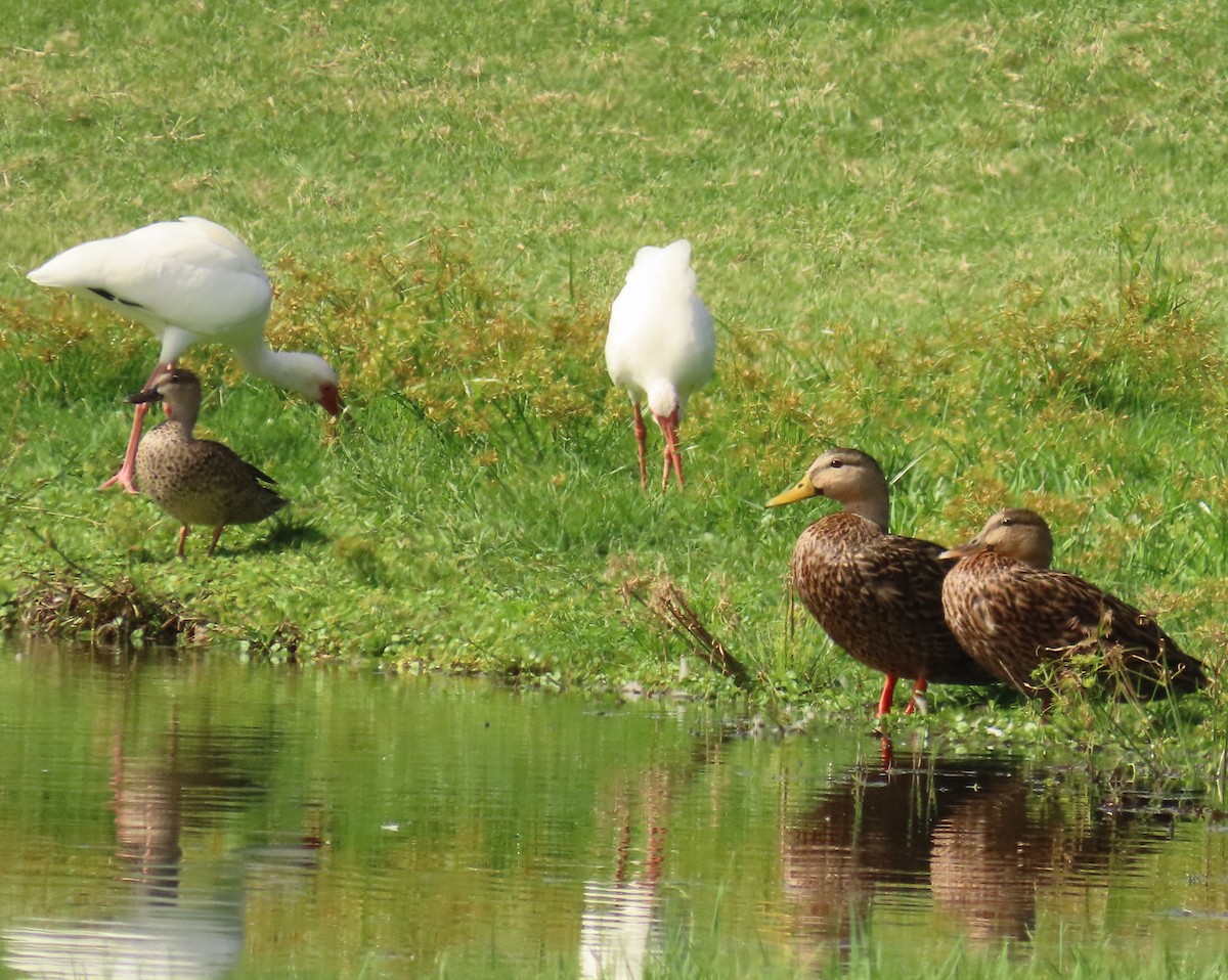 Mallard x Mottled Duck (hybrid) - ML642401401