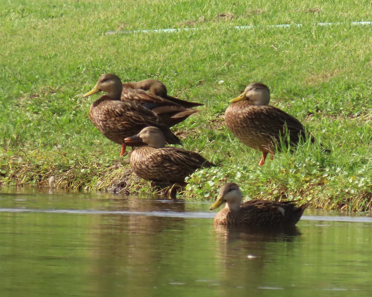 Mallard x Mottled Duck (hybrid) - ML642401403