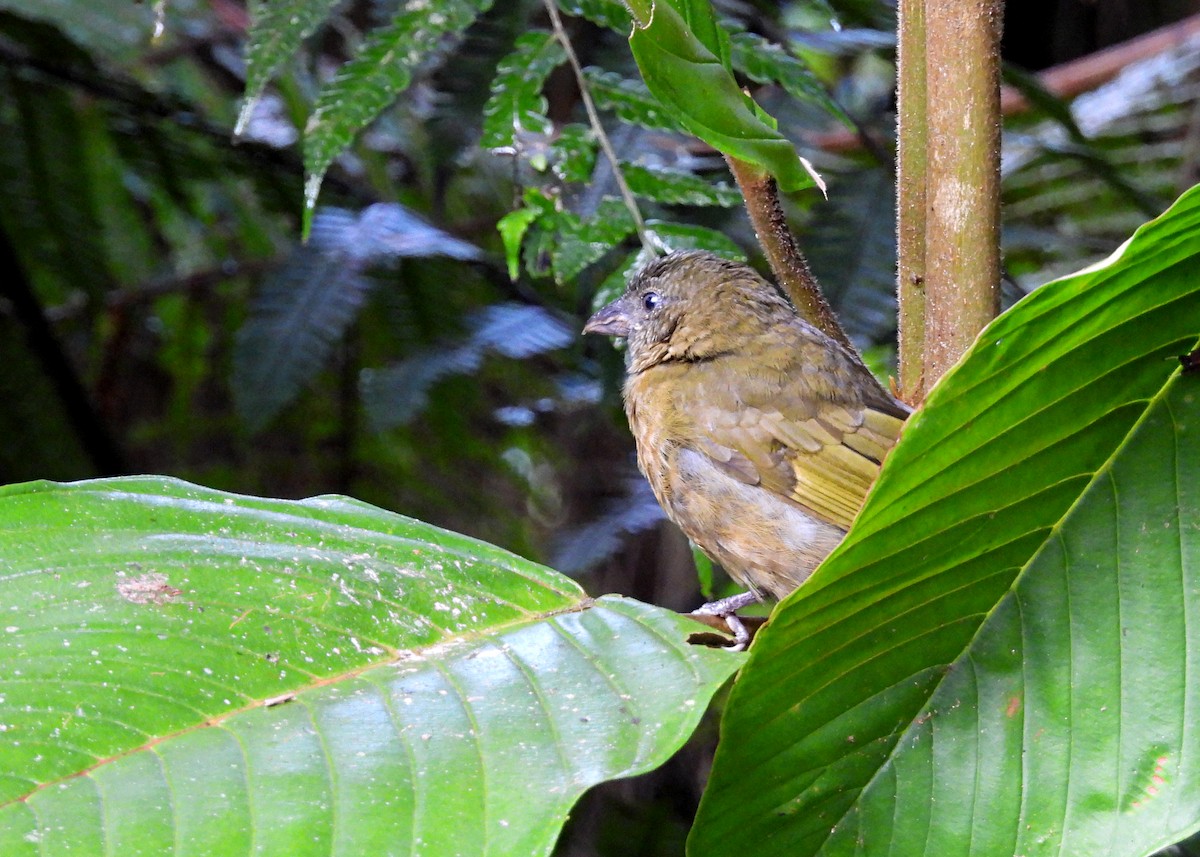 Ochre-breasted Tanager - ML642401421