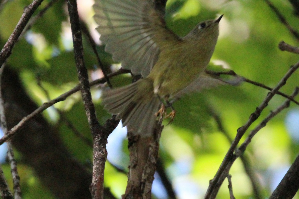 Ruby-crowned Kinglet - ML642401424