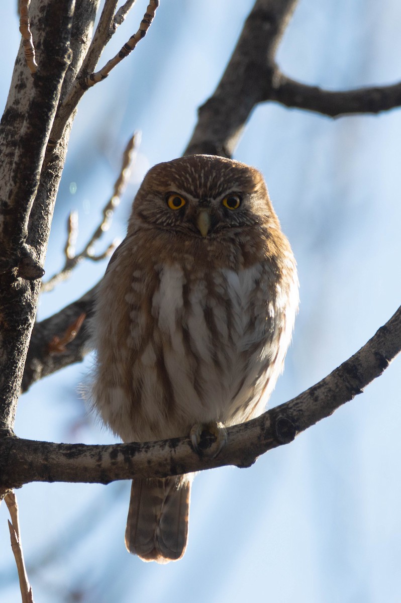 Austral Pygmy-Owl - ML642401432