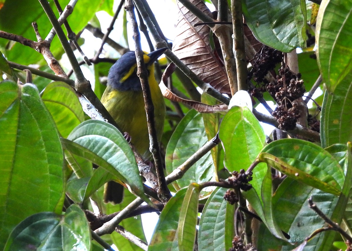 Slaty-capped Shrike-Vireo - ML642401445
