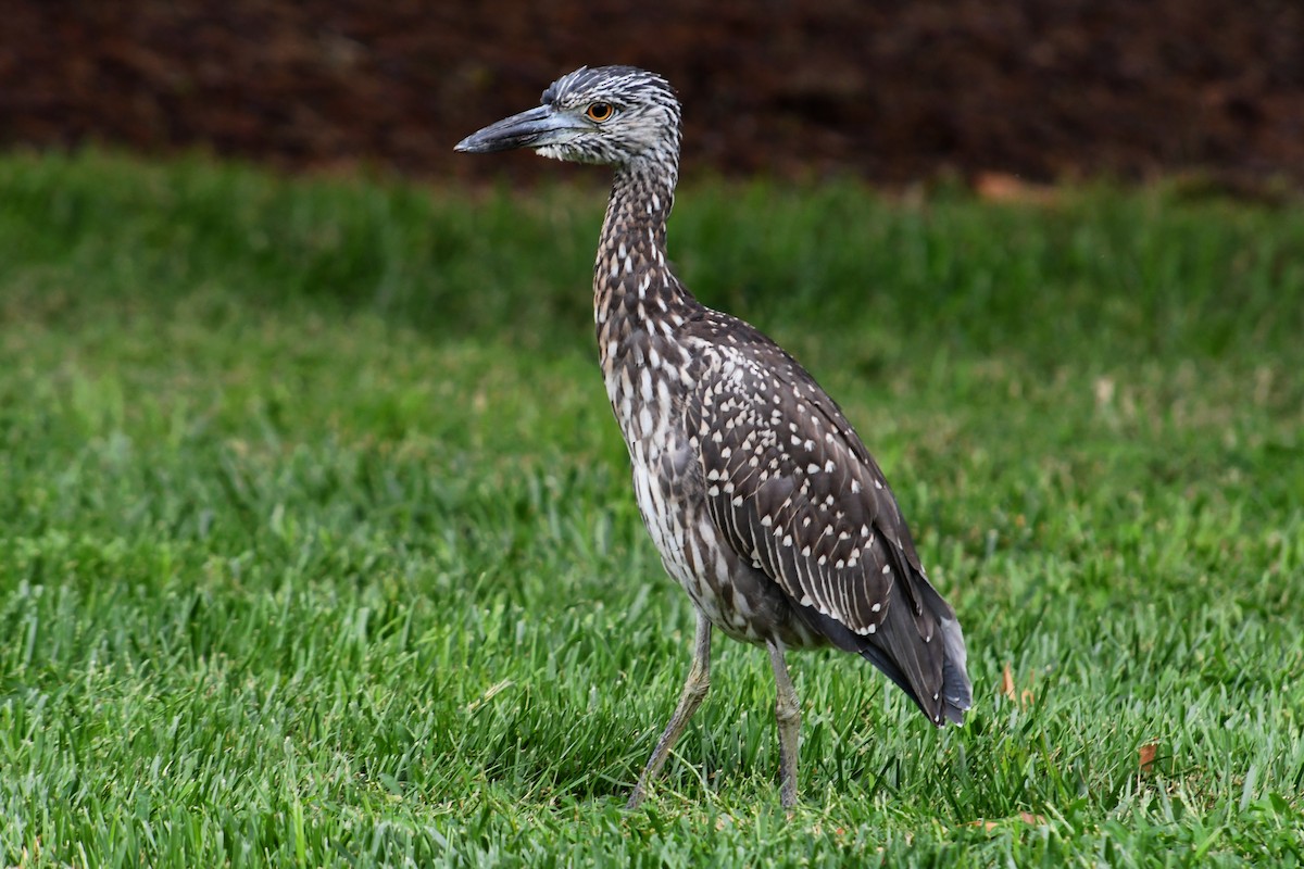 Yellow-crowned Night Heron - ML642401446