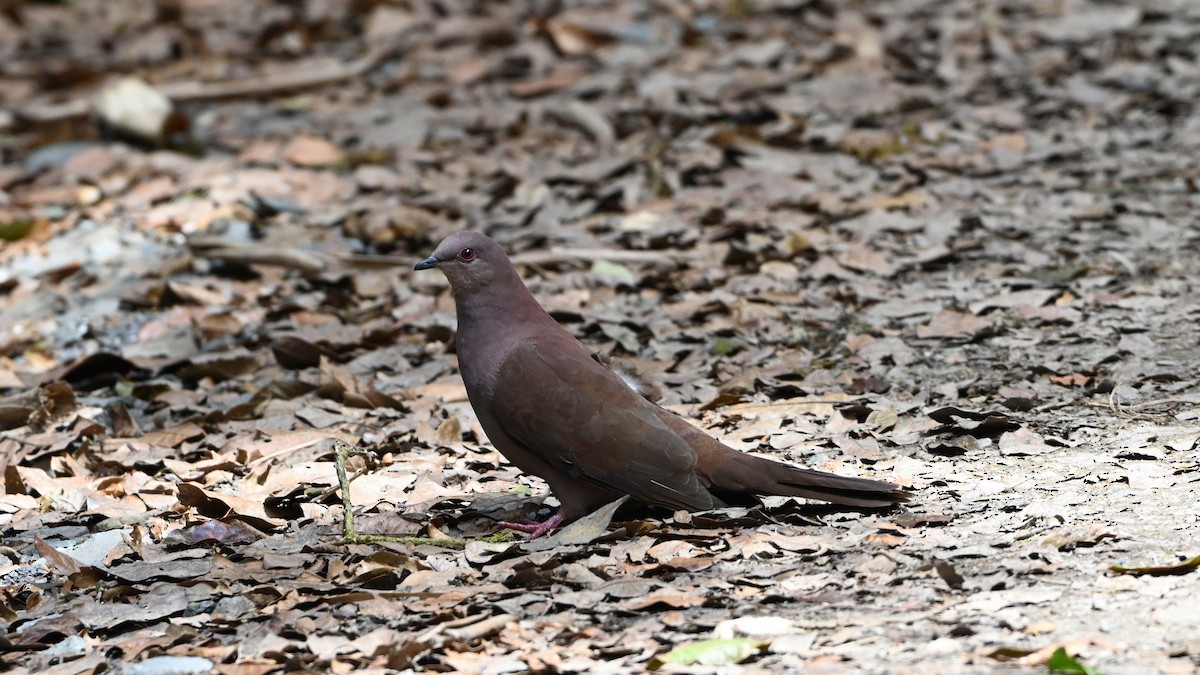 Pigeon vineux - ML642401494