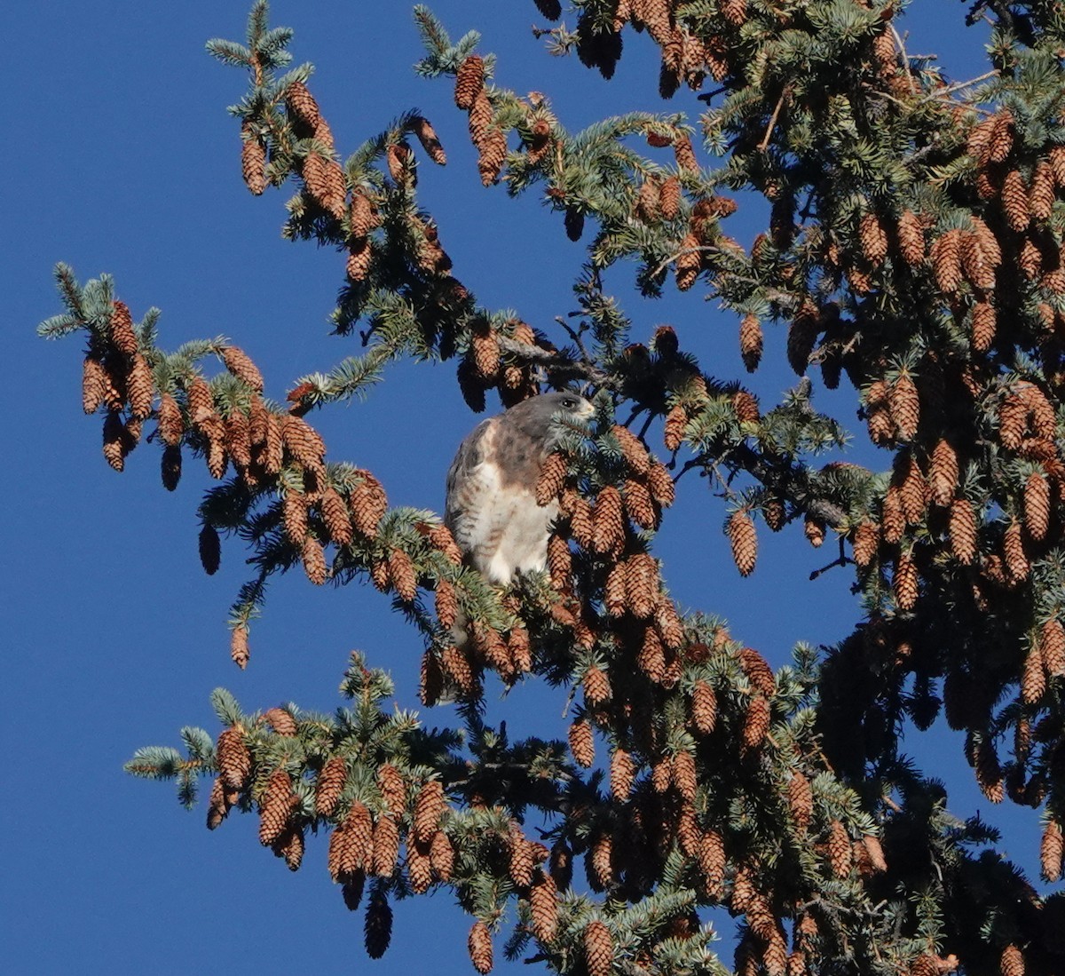 Swainson's Hawk - ML642401496