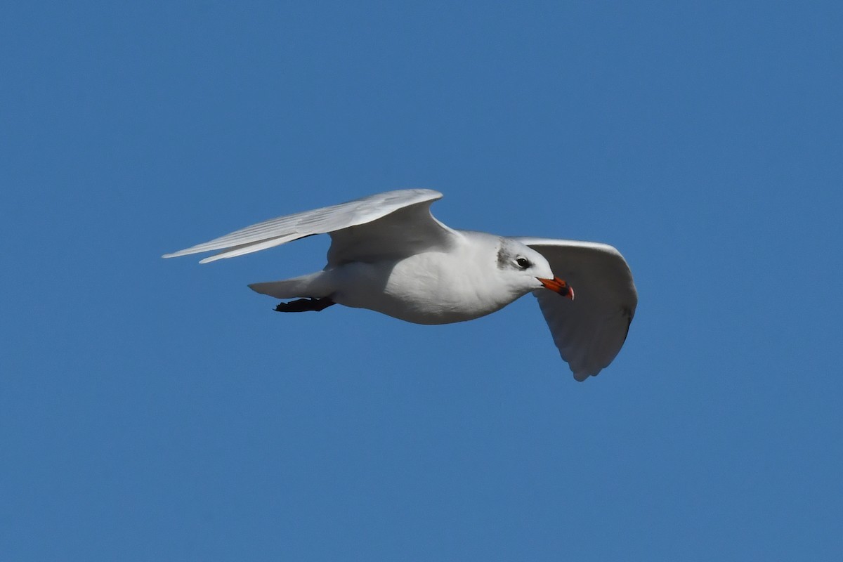 Mouette mélanocéphale - ML642401519