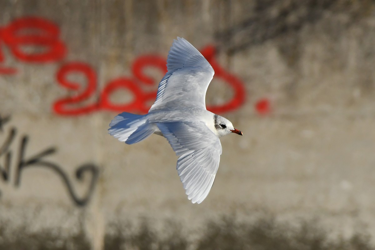 Mouette mélanocéphale - ML642401520