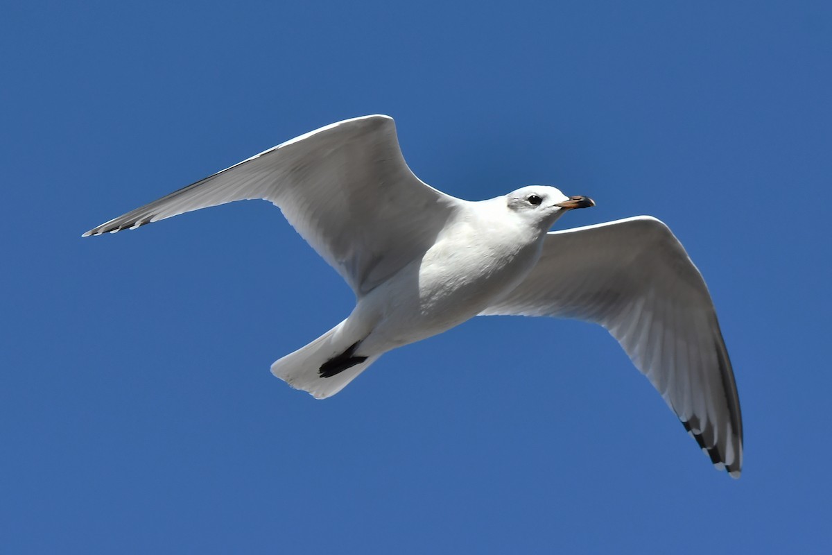 Mouette mélanocéphale - ML642401521