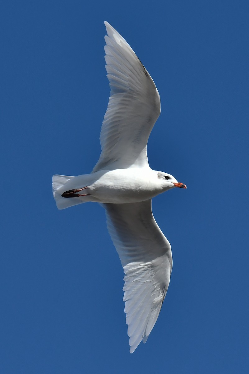 Mouette mélanocéphale - ML642401522