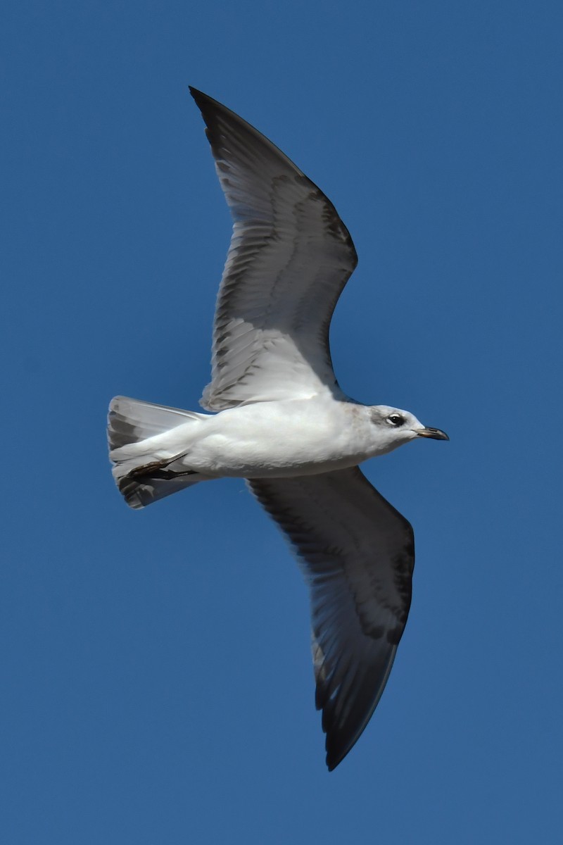 Mouette mélanocéphale - ML642401523