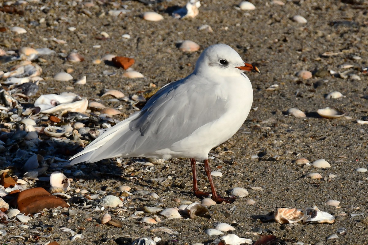 Mouette mélanocéphale - ML642401525