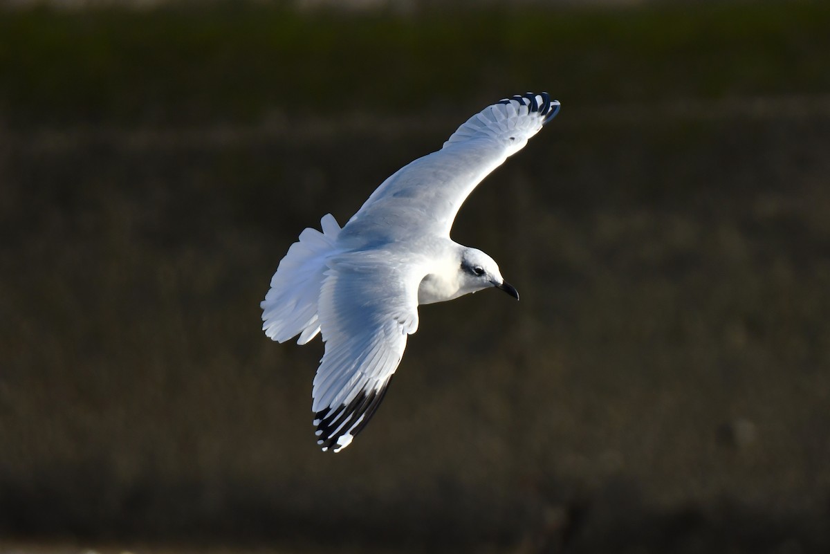 Mouette mélanocéphale - ML642401526