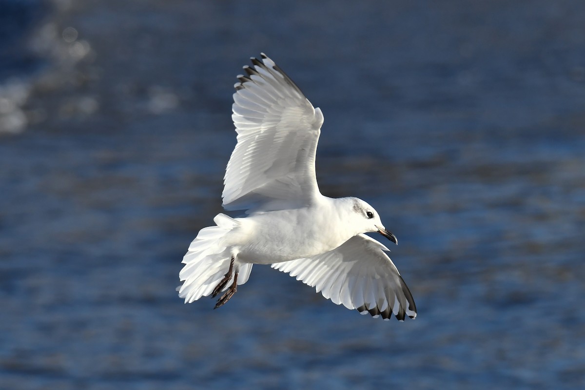 Mouette mélanocéphale - ML642401527