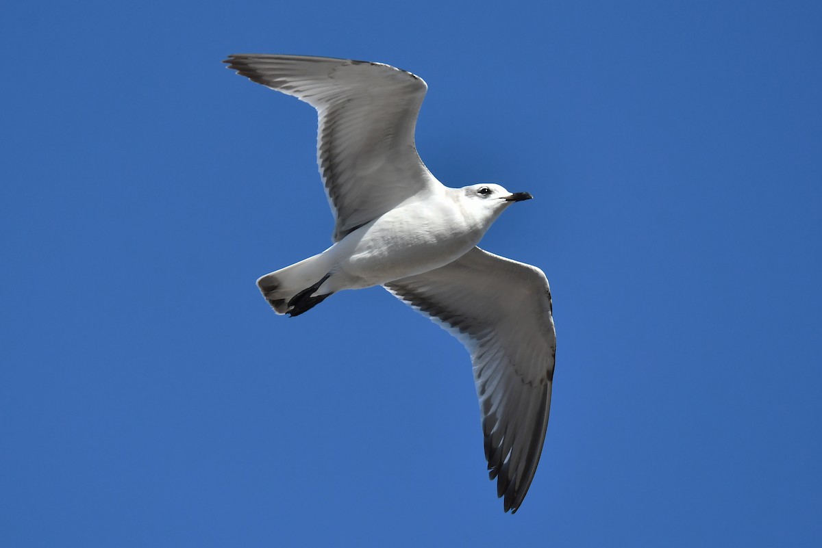 Mouette mélanocéphale - ML642401528