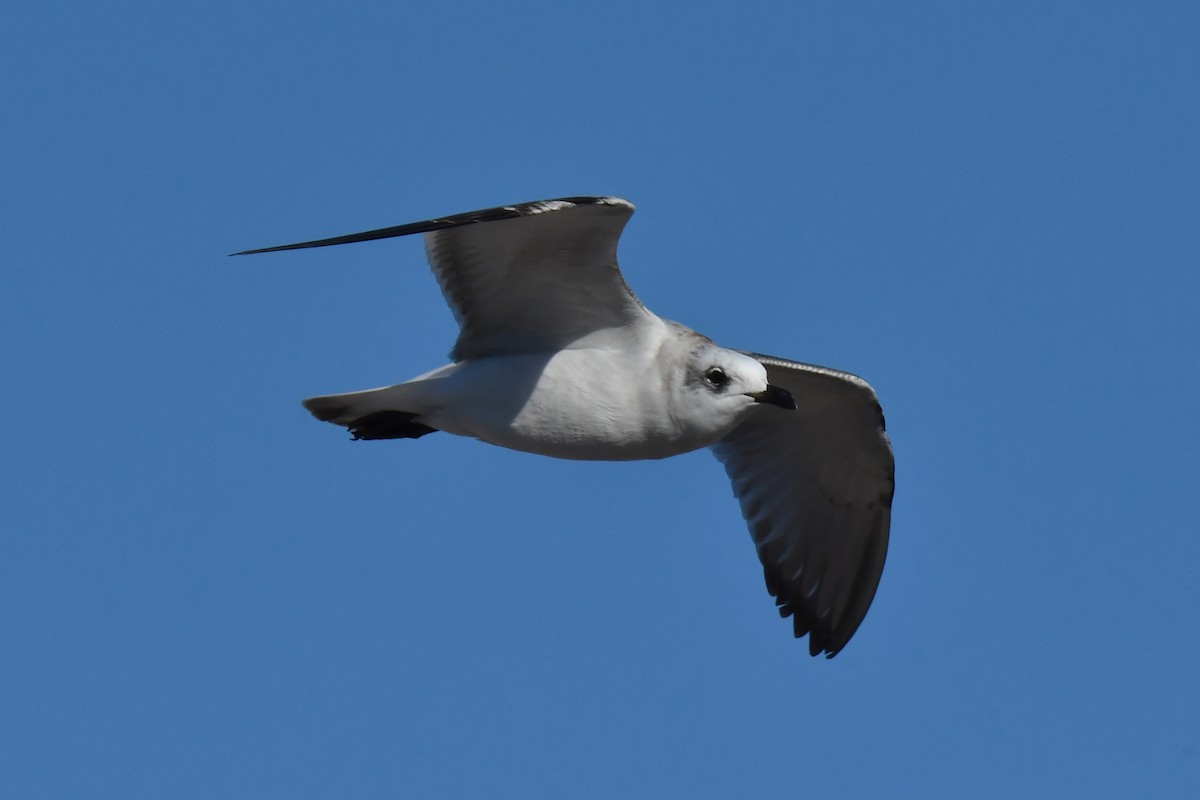 Mouette mélanocéphale - ML642401530