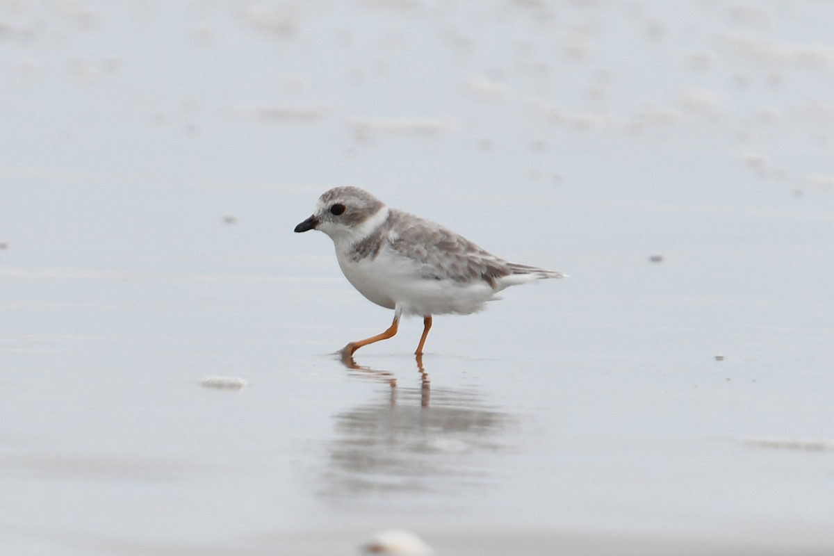 Piping Plover - ML642401531