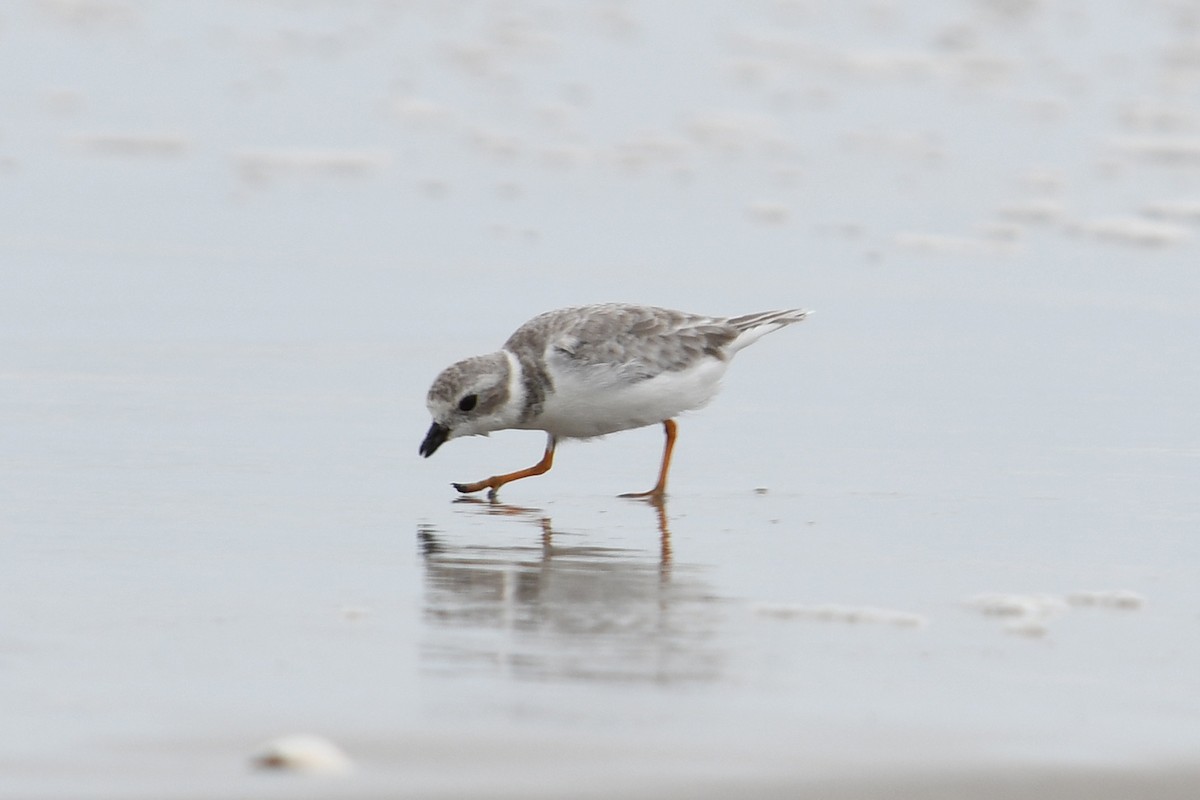 Piping Plover - ML642401537
