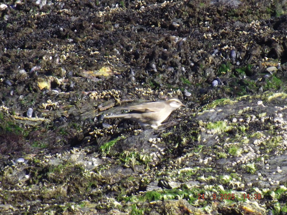 Buff-winged Cinclodes - ML642401542