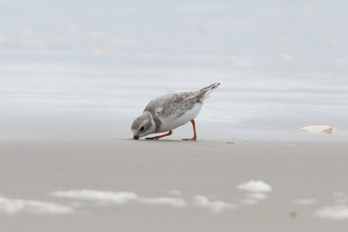 Piping Plover - ML642401545