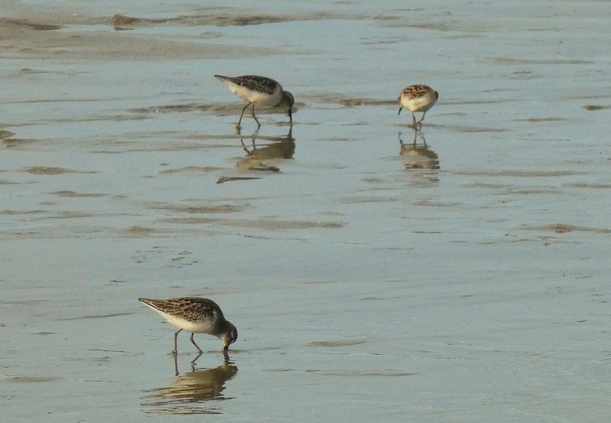Least Sandpiper - ML642401546