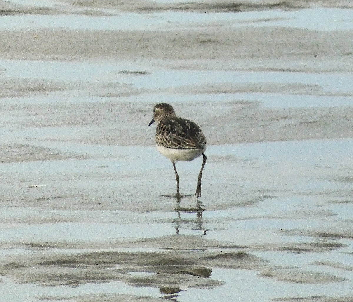 Least Sandpiper - ML642401547