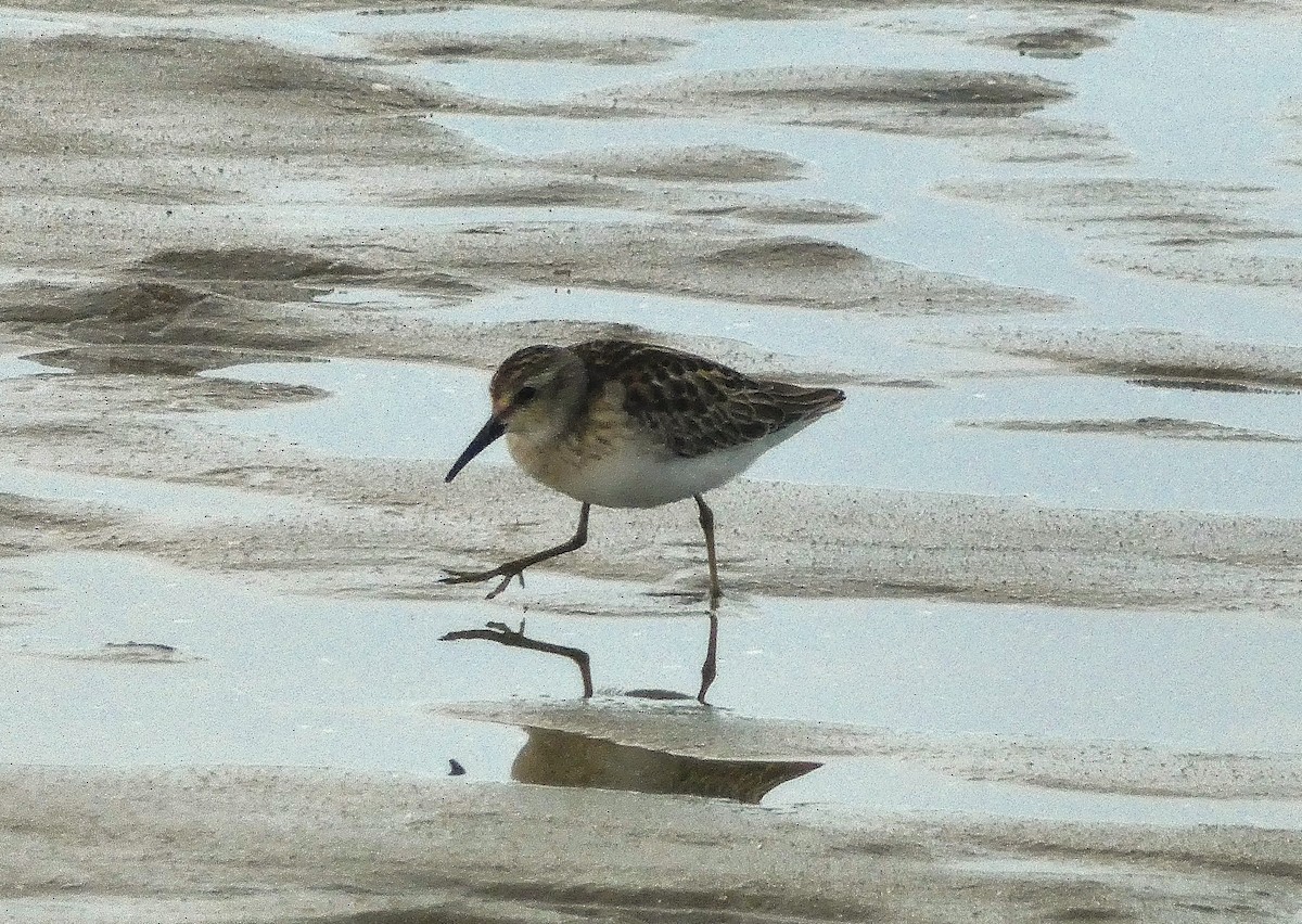 Least Sandpiper - ML642401549