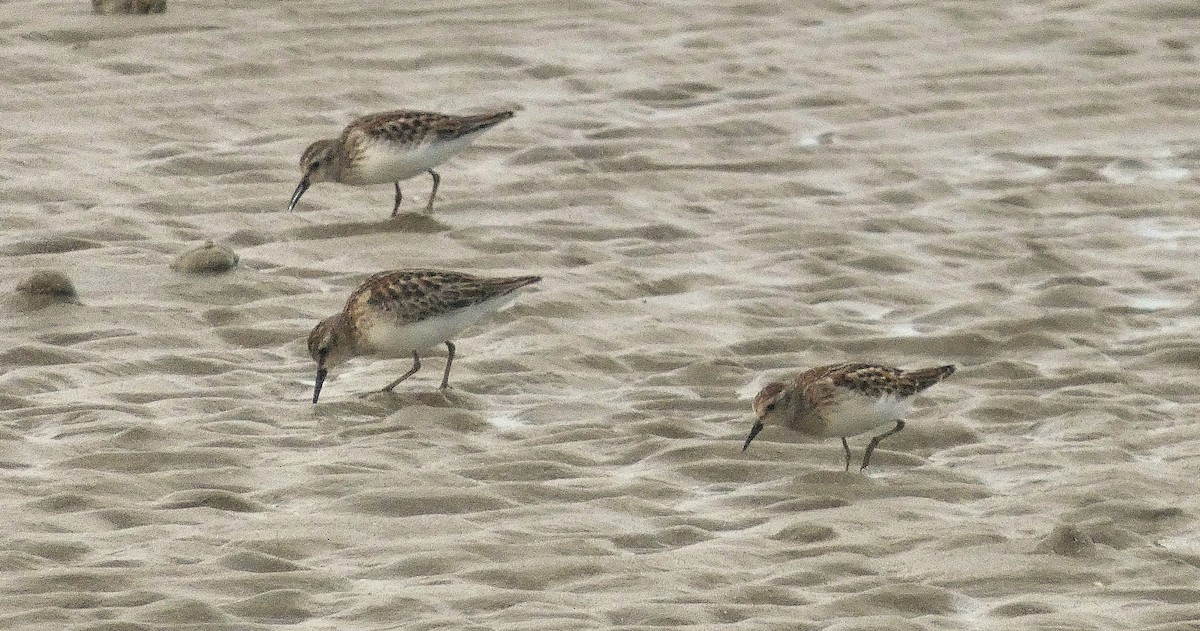 Least Sandpiper - ML642401550