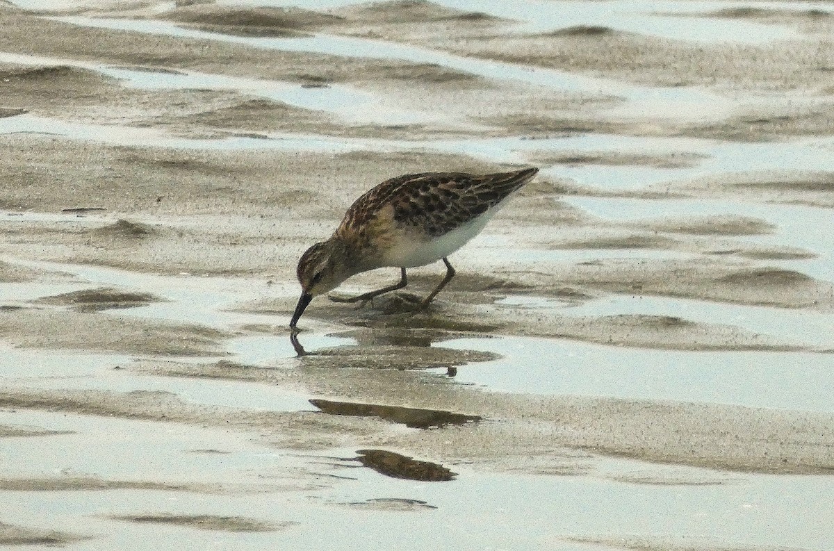 Least Sandpiper - ML642401551