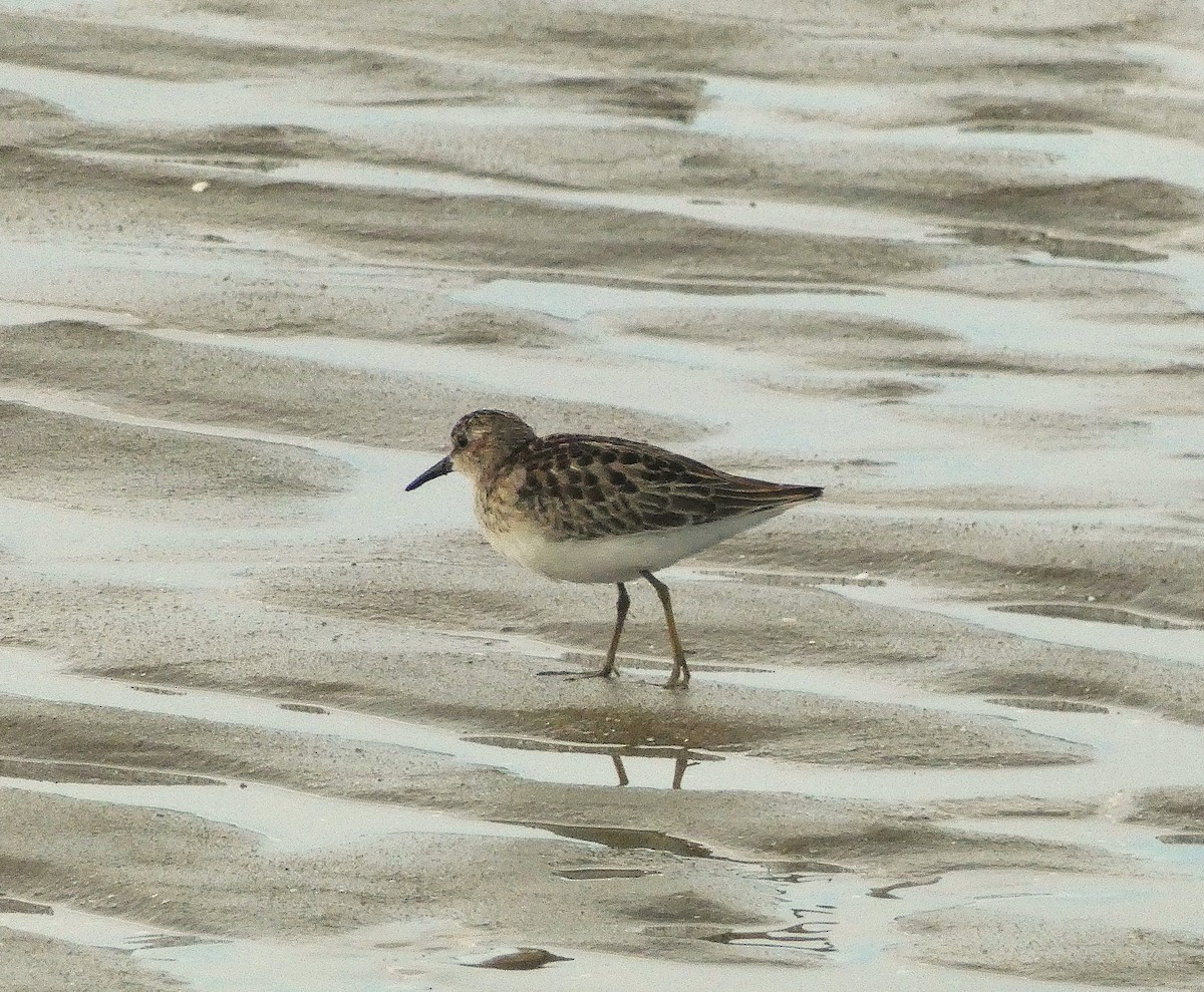 Least Sandpiper - ML642401552