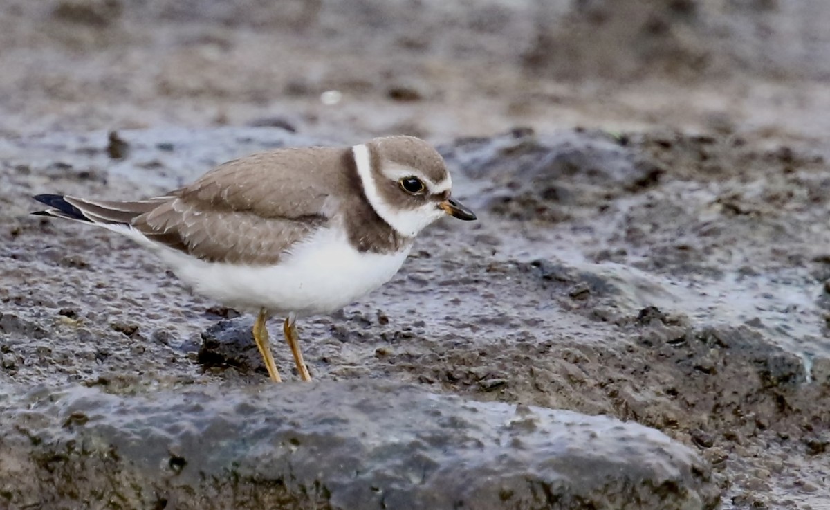 Semipalmated Plover - ML642401556