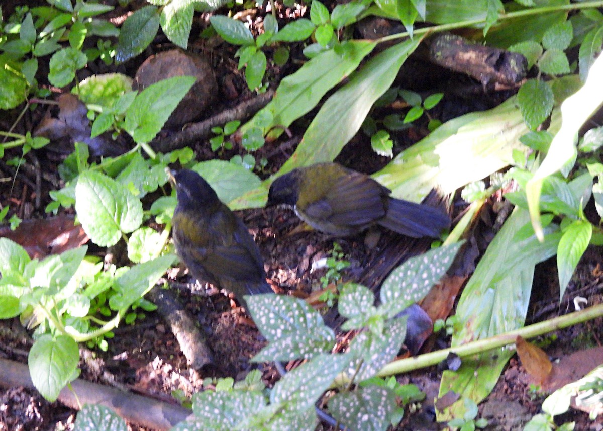 Black-headed Brushfinch - ML642401559