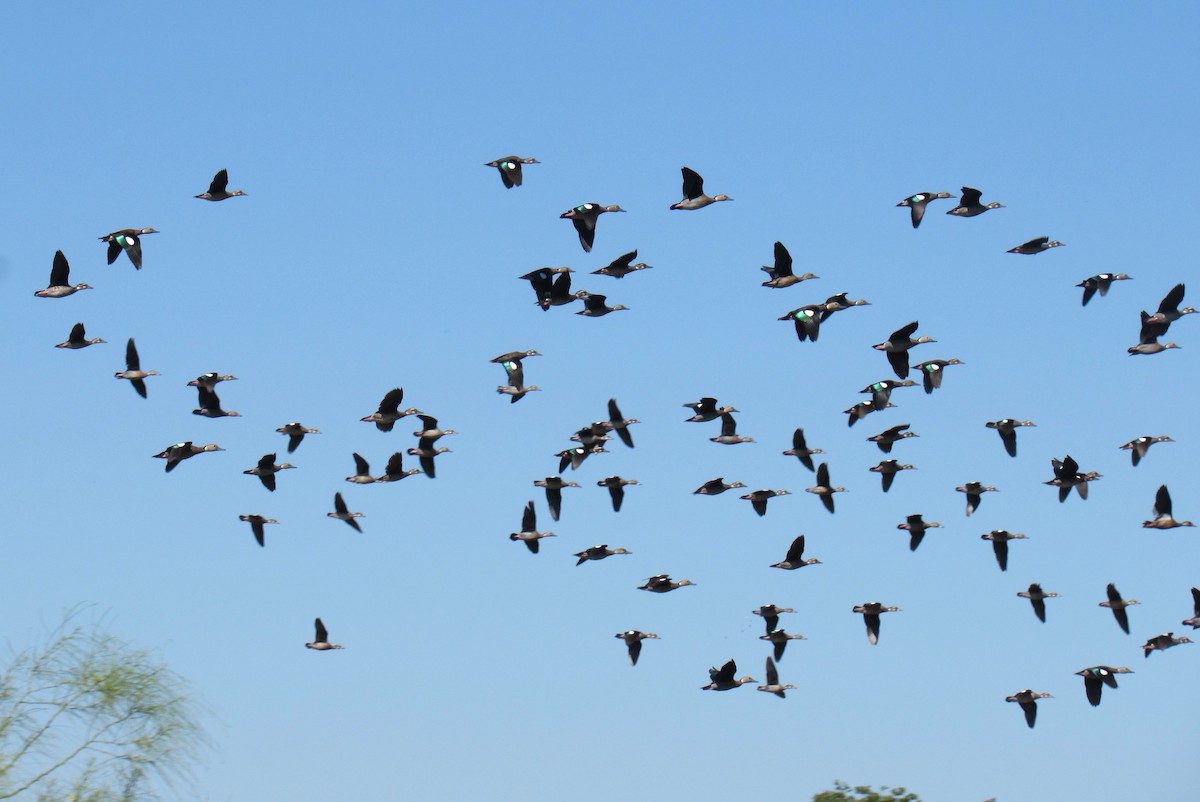 kachnička šedoboká - ML642401560