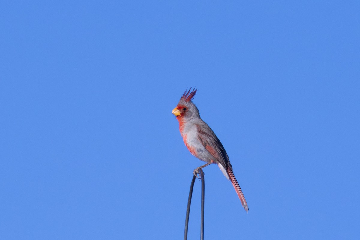 Pyrrhuloxia - ML642401613