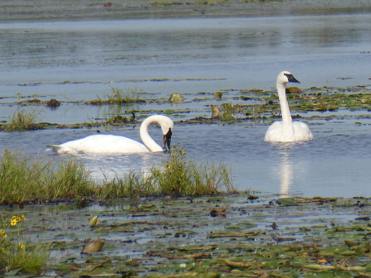 Cygne trompette - ML642401659