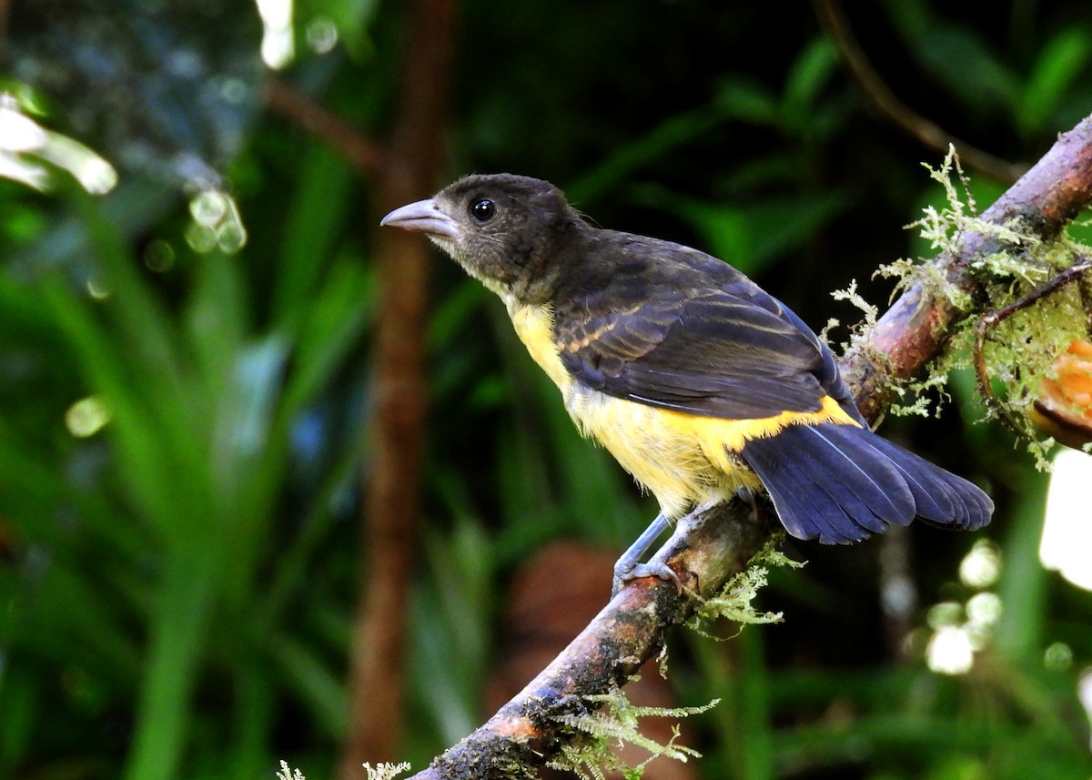 Flame-rumped Tanager (Lemon-rumped) - ML642401660