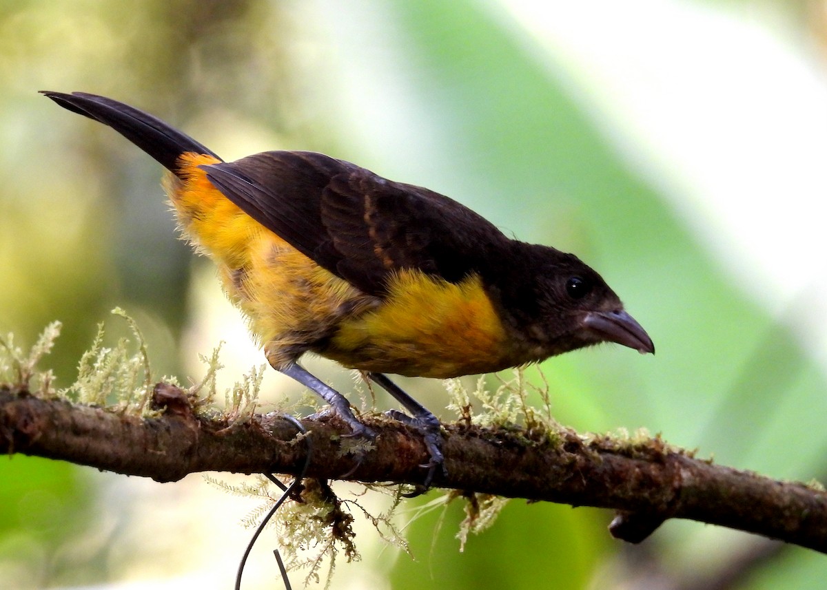 Flame-rumped Tanager (Lemon-rumped) - ML642401662