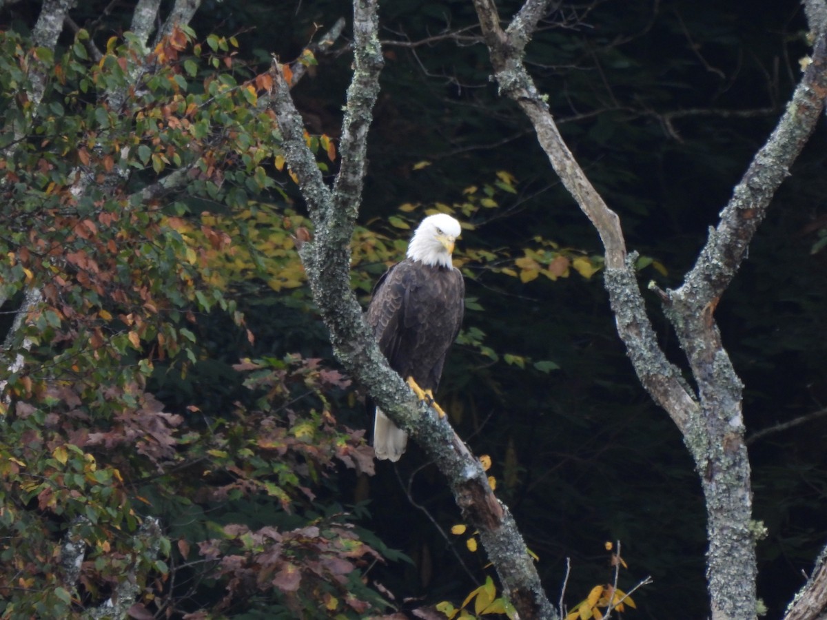 Bald Eagle - ML642401666