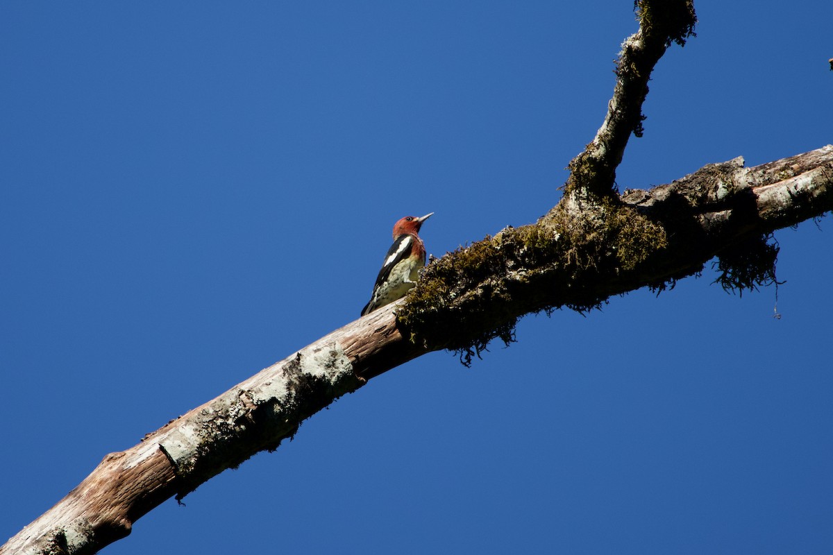 Red-breasted Sapsucker (ruber) - ML642401681