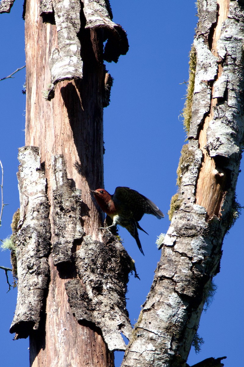 Red-breasted Sapsucker (ruber) - ML642401682