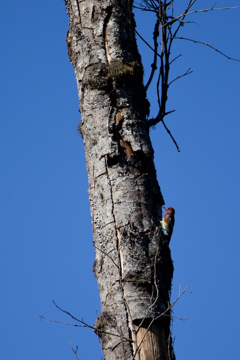 Red-breasted Sapsucker (ruber) - ML642401683
