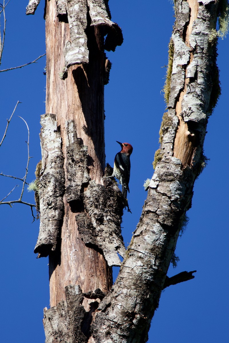 Red-breasted Sapsucker (ruber) - ML642401685