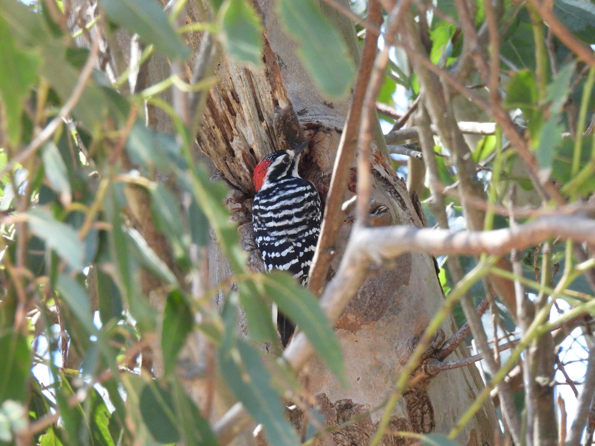 Nuttall's Woodpecker - ML642401691