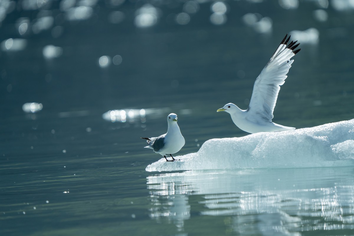 Mouette tridactyle - ML642401717