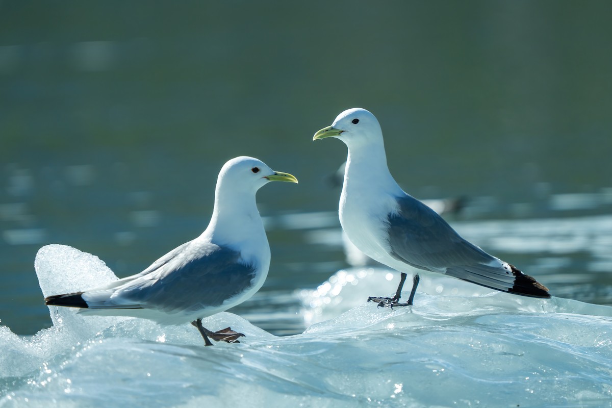 Mouette tridactyle - ML642401748