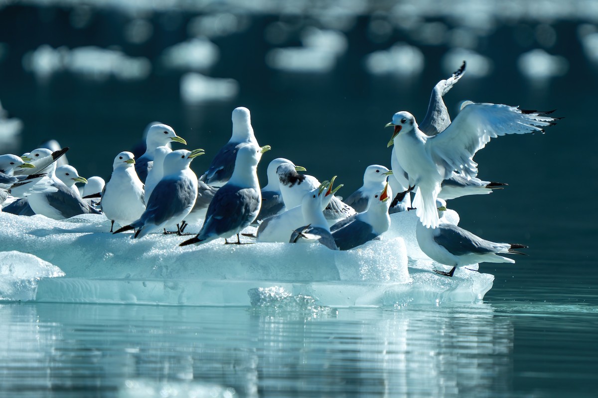 Mouette tridactyle - ML642401751