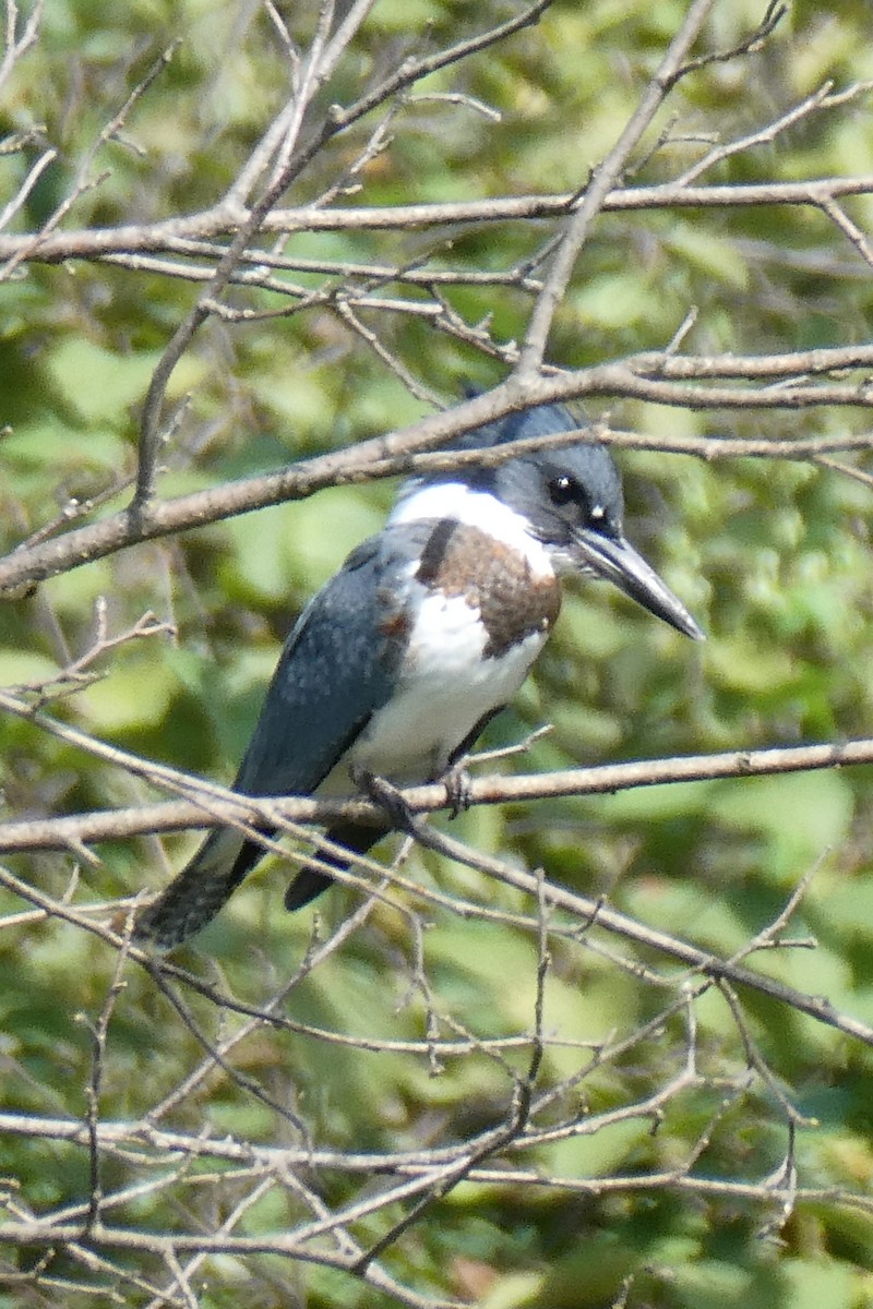 Martin-pêcheur d'Amérique - ML642401780
