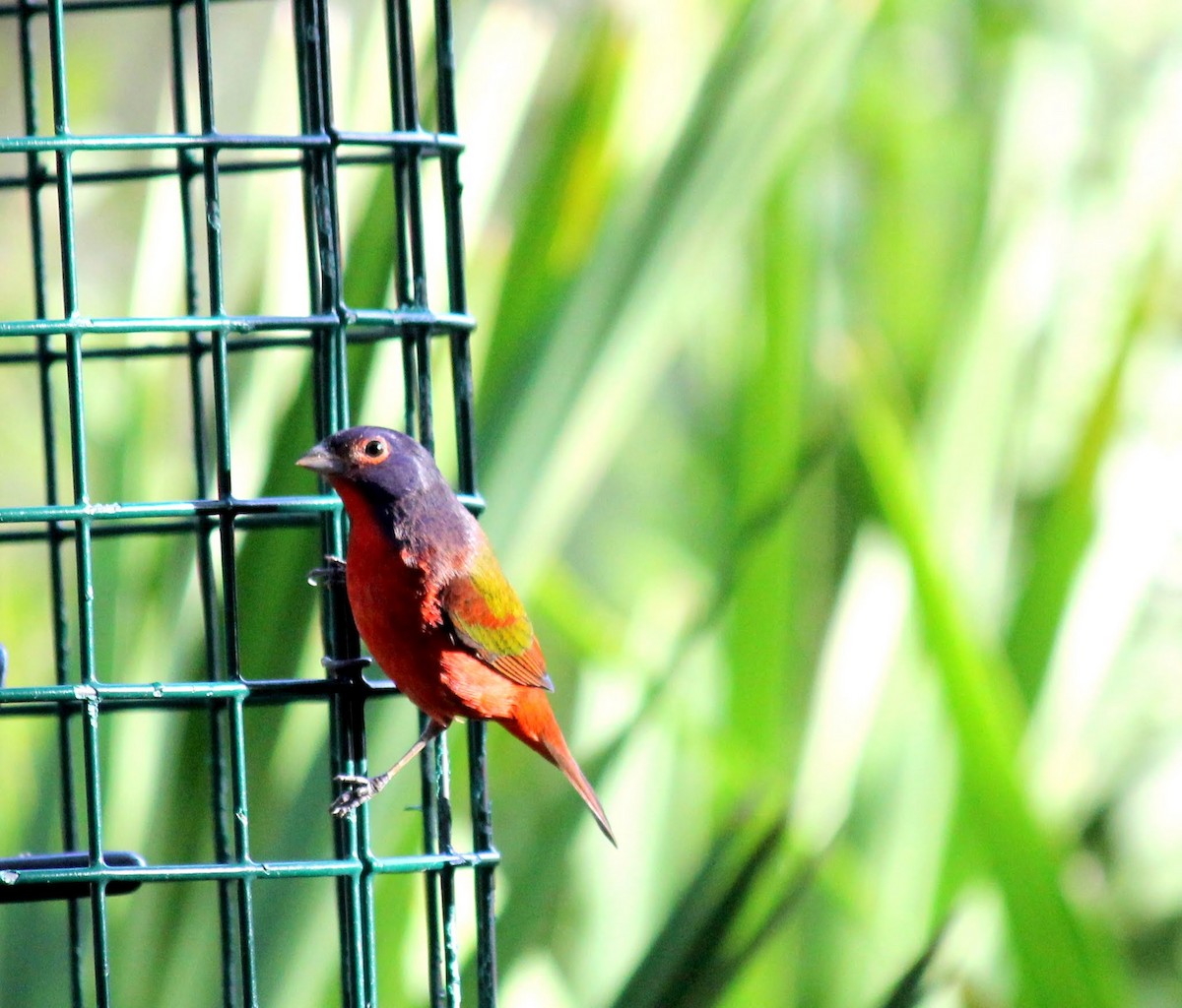 Painted Bunting - ML642401800