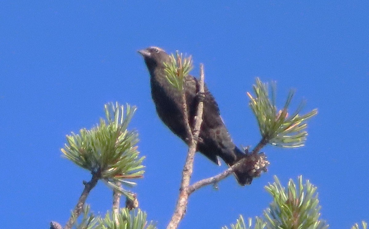 Evening Grosbeak - ML642401805