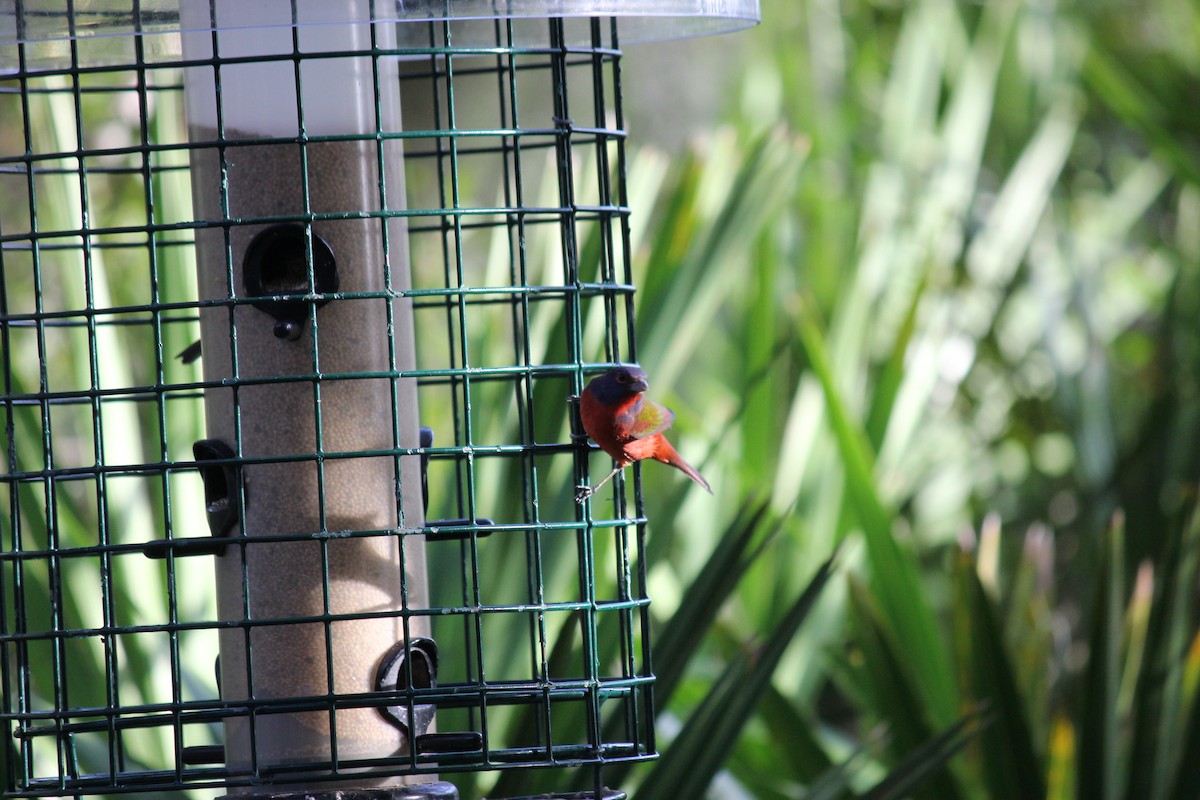 Painted Bunting - ML642401813